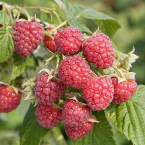 Raspberry Canes - Autumn Bliss Primocanes (5 Canes)
