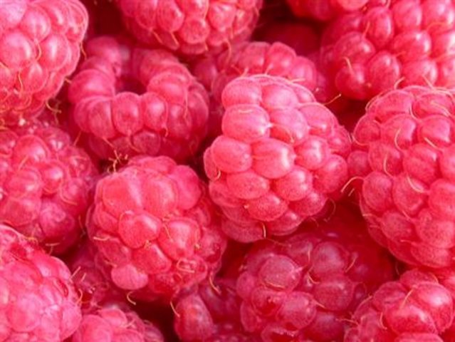 Raspberry Canes - Glen Ample Primocanes (5 Canes)
