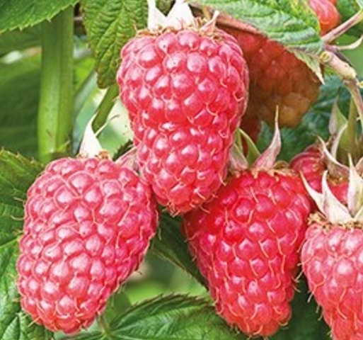 Raspberry Canes - Malling Juno  (5 Canes)