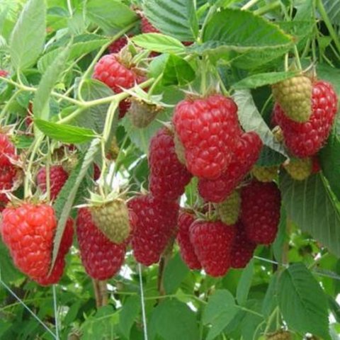 Raspberry Canes - Octavia Primocanes (5 Canes)