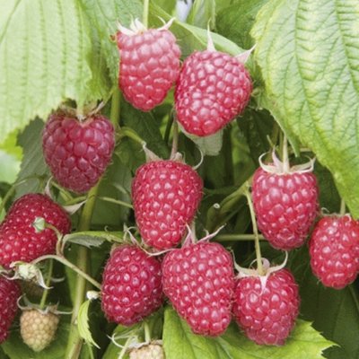 Raspberry Canes - Polka (5 Canes)