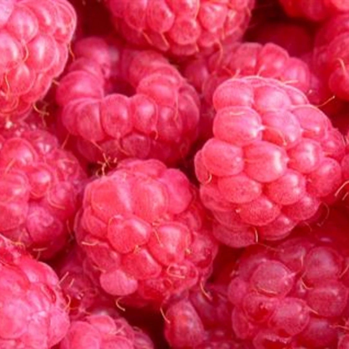 Raspberry Canes Glen Ample (Single Canes) Groves Nurseries & Garden