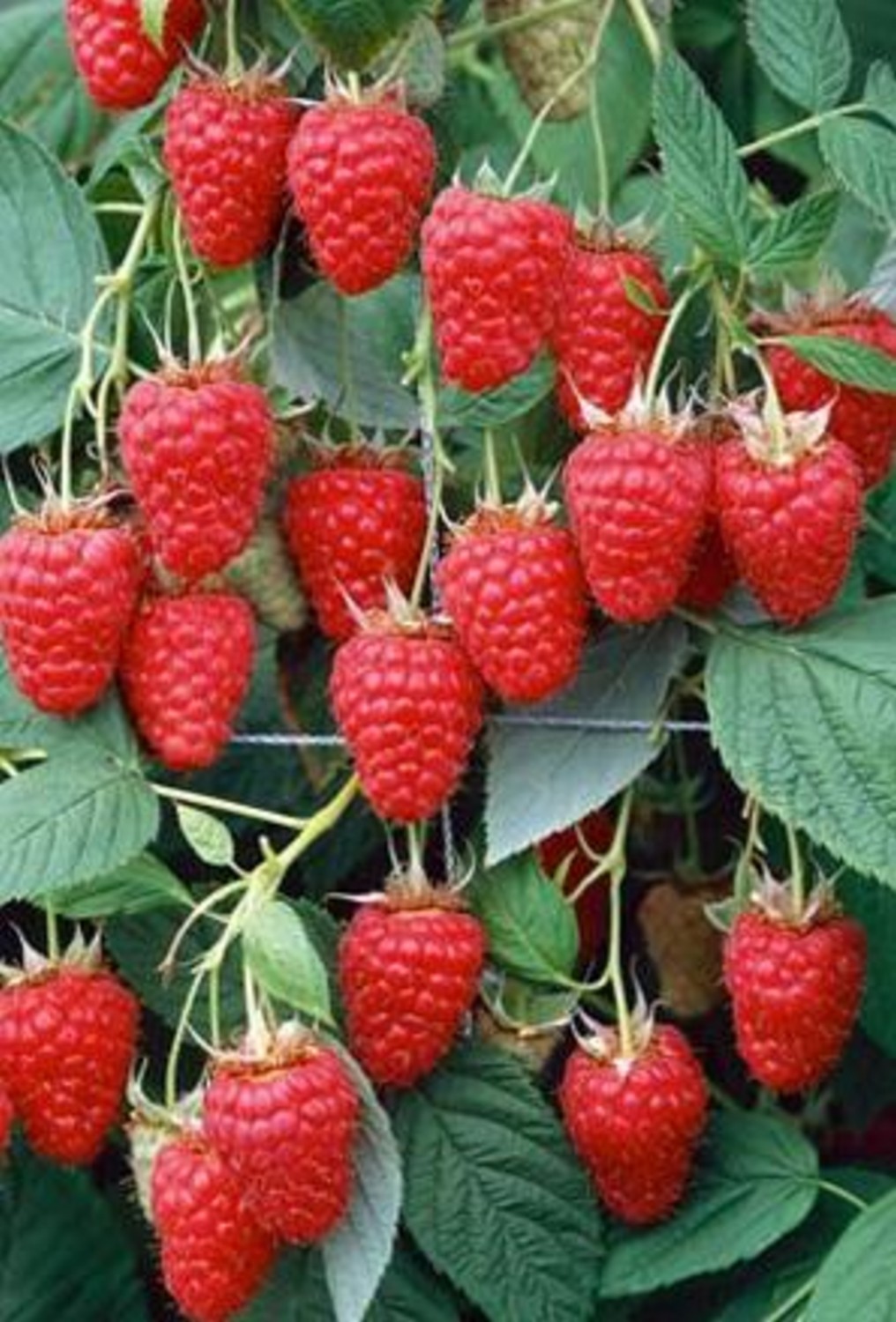 Raspberry Canes - Tulameen Primocanes (5 Canes) - Groves Nurseries ...
