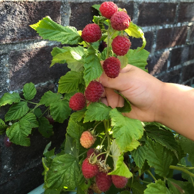 Raspberry Ruby Beauty