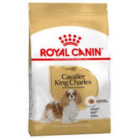 RC Cavalier King Charles adult 7.5kg