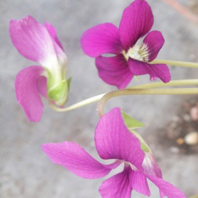 Red Charm Sororia Violet