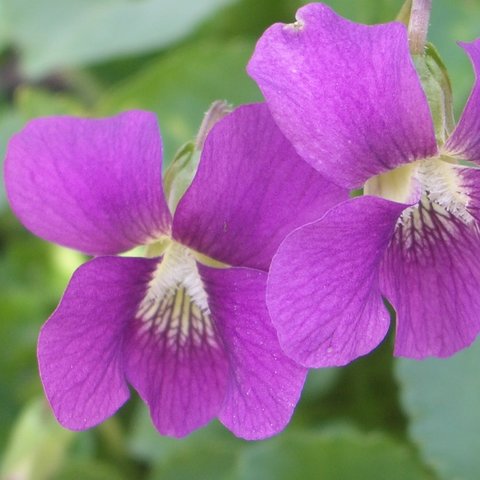 Red Giant Sororia Violet