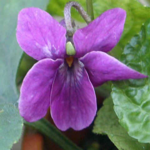 Red Lion Odorata Violet