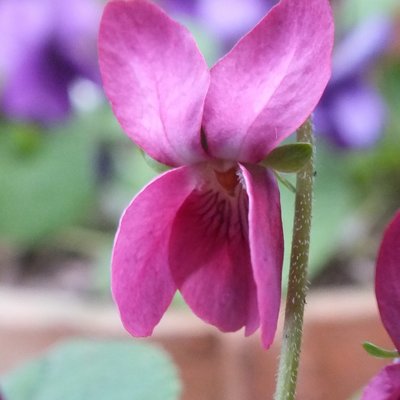 Red Queen Odorata Violet