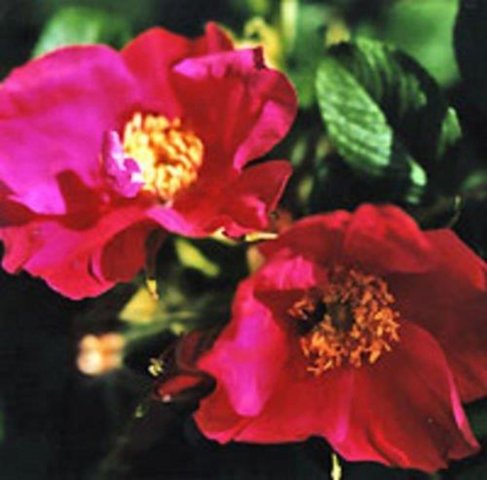 Red Ramanas Rose Rosa / Rugosa