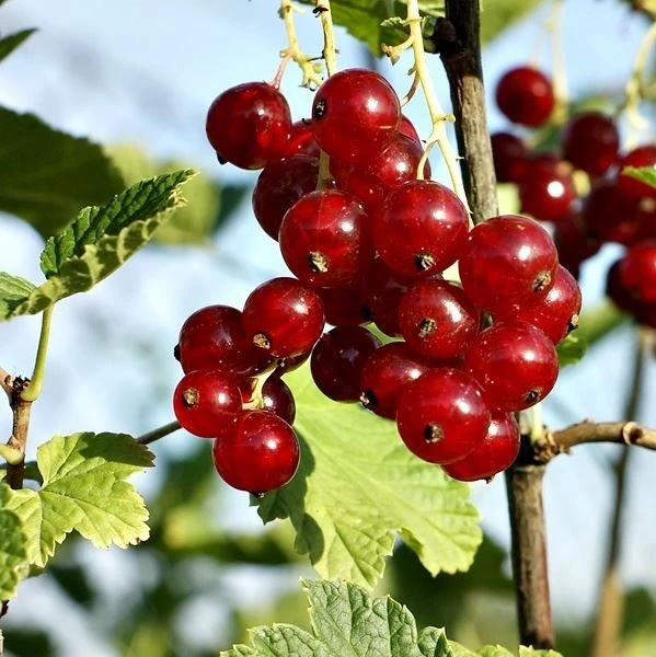 Redcurrant Jonkheer Van Tets