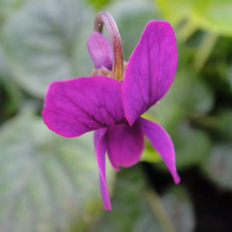 Reids Crimson Carpet odorata Violet