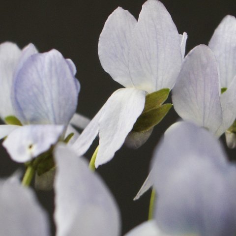 Reine de Neiges Odorata Violet