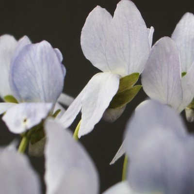 Reine de Neiges Odorata Violet