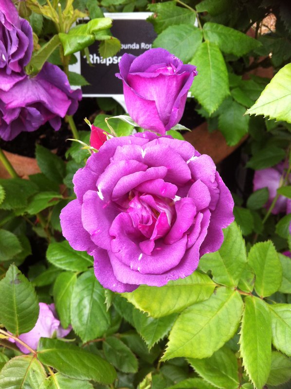 Rhapsody in Blue Floribunda Rose