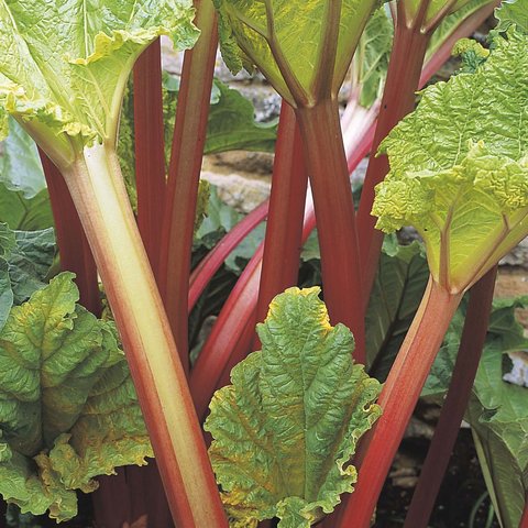 Rhubarb Timperly Early