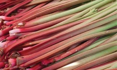 Rhubarb Victoria