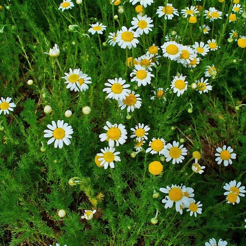 Roman Chamomile Herbal Tea Herb 12cm