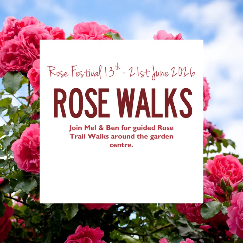 Rose Walks 13 & 18 Jun