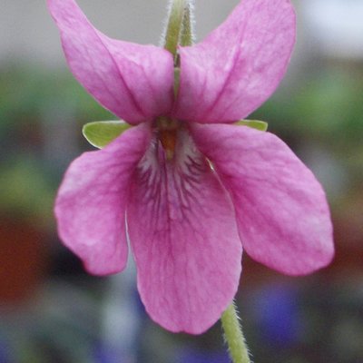 Rosea Odorata Violet
