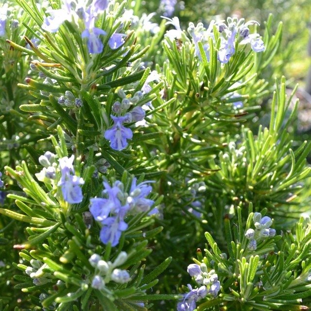 Rosemary Green Ginger Herb 2L