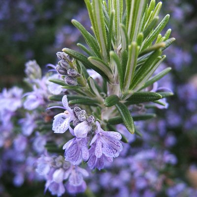 Rosemary Herb 12cm