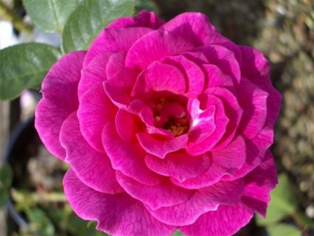 Roseraie de l'Hay Shrub Rose