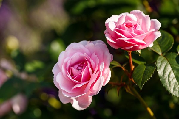 Roses