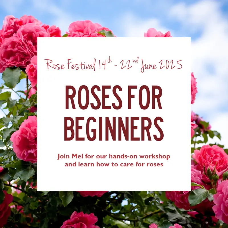 Roses for beginners workshop 14 and 19 Jun