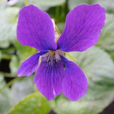 Royal Elk Large Flowered Devon Type Violet