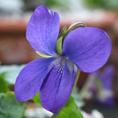Royal Robe Large Flowered Devon Type Violet