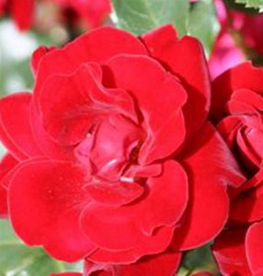 Ruby Anniversary Patio Rose