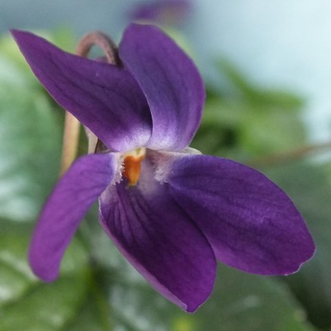 Sally Odorata Violet