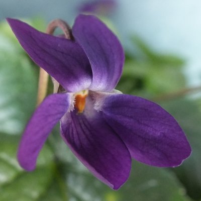 Sally Odorata Violet