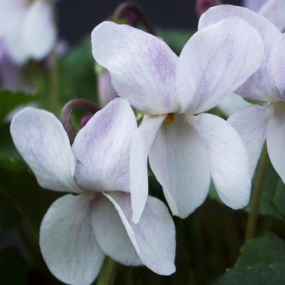 Santas Beard Odorata Violet