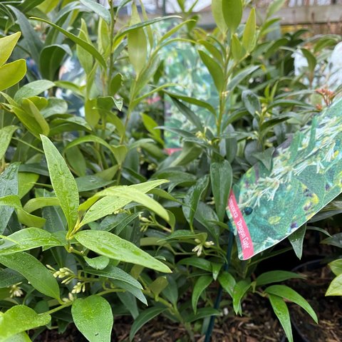 Sarcococca Winter Gem