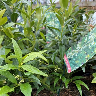 Sarcococca Winter Gem