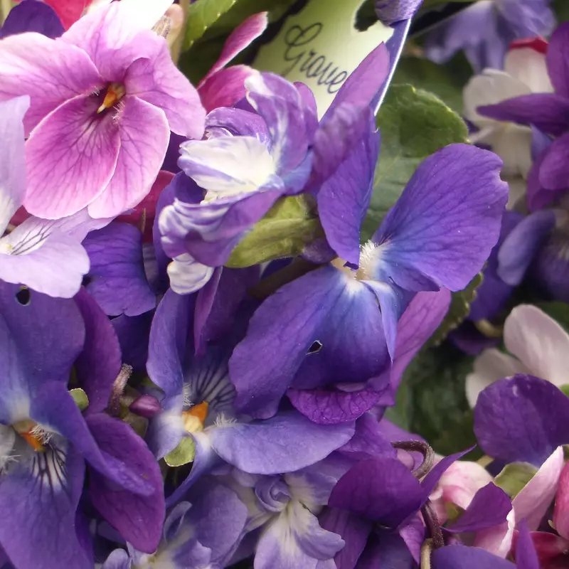 "Scented Violet Collection" - image 2