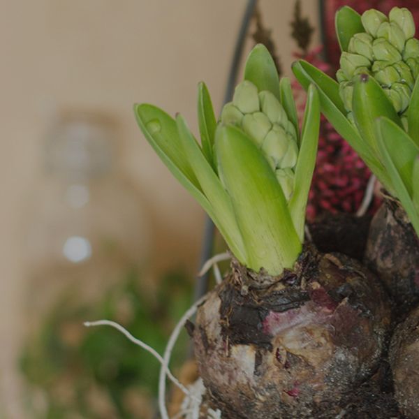 Seed & Bulbs