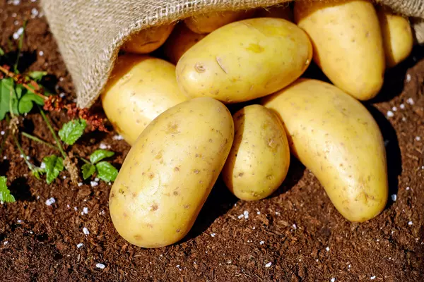 Seed Potatoes