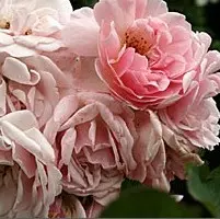 Shrub Rose Felicia