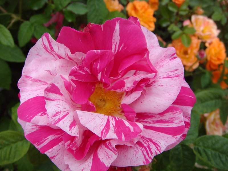 Rosa Mundi Shrub Rose