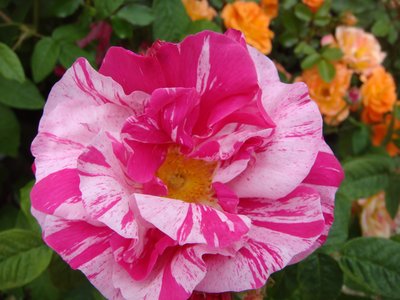 Rosa Mundi Shrub Rose
