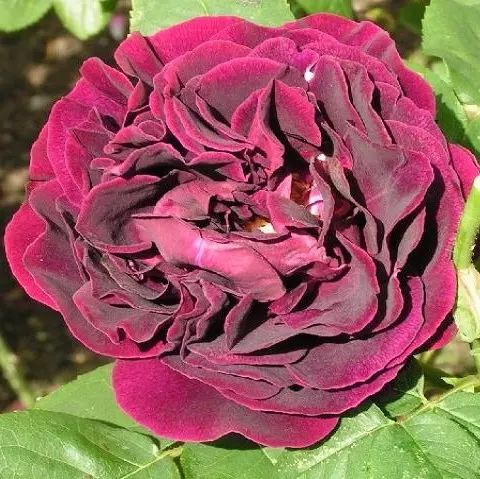 Shrub Rose Souvenir Du Dr Jamain