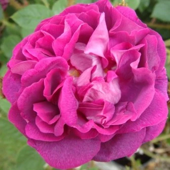 Shrub Rose William Lobb AGM