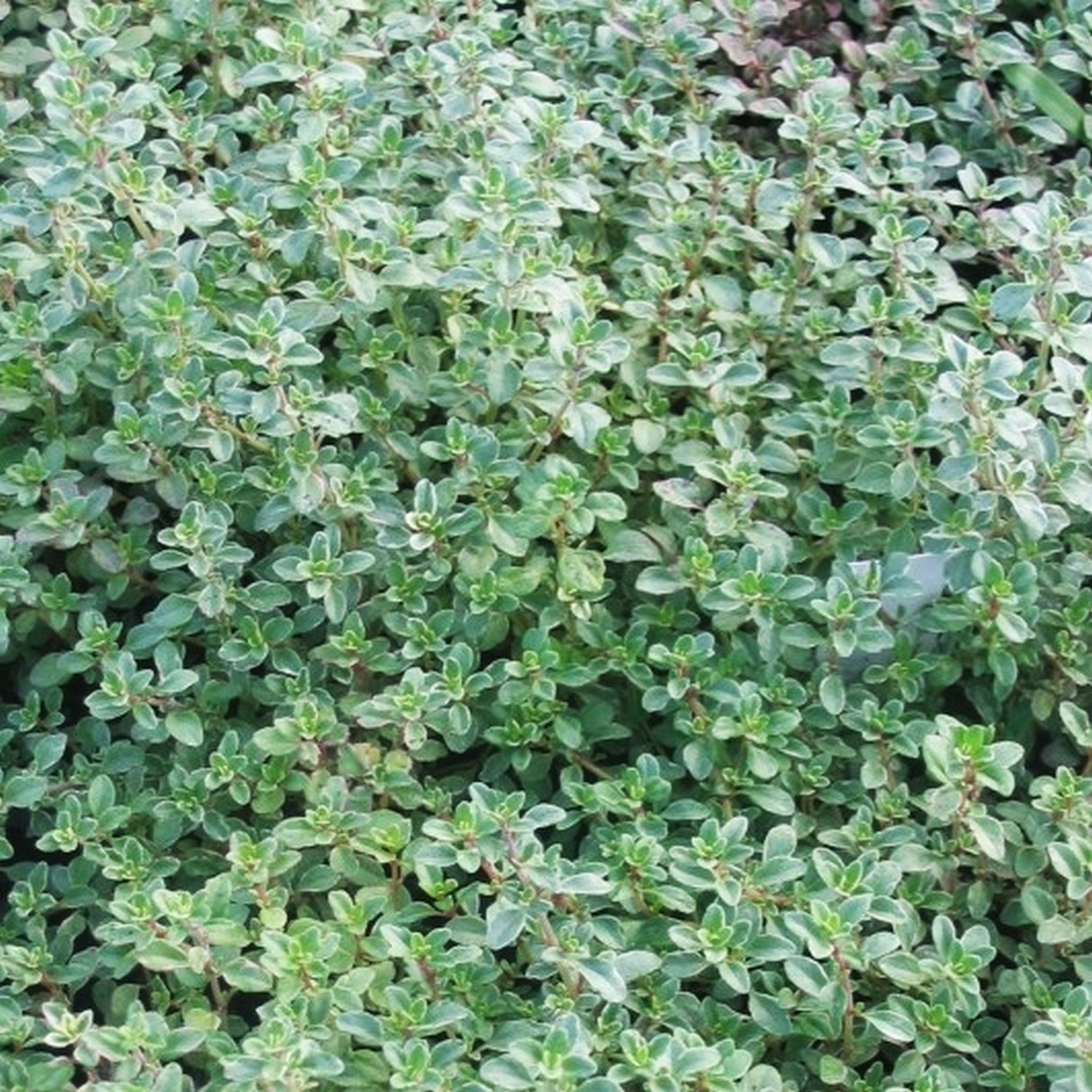 Silver Posie Variegated Thyme Herb 12cm Groves Nurseries & Garden Centre