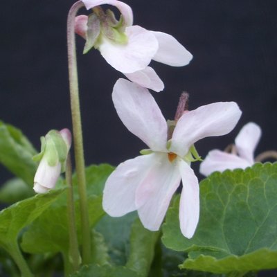 Sisters Odorata Violet