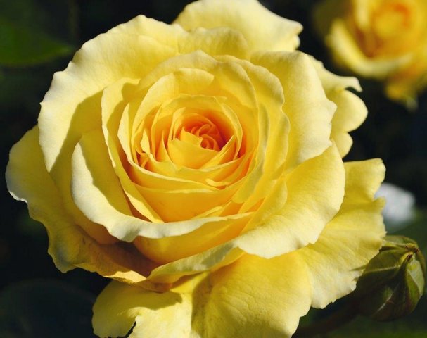 Sommergold Climbing Rose