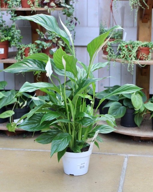 Spathiphyllum Peace Lily - Houseplant - image 2