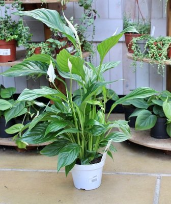 Spathiphyllum Peace Lily - Houseplant - image 1